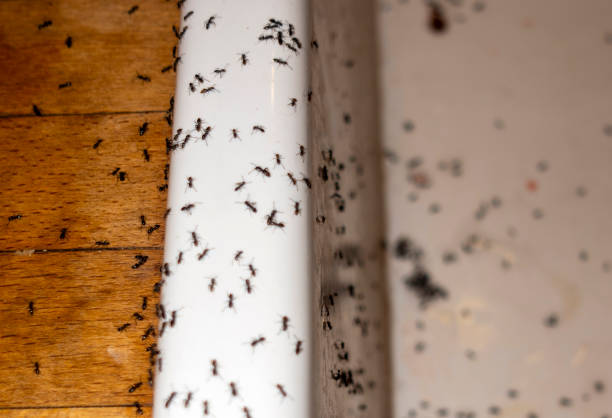 Best Local Pest Control Services  in Parkville, MD